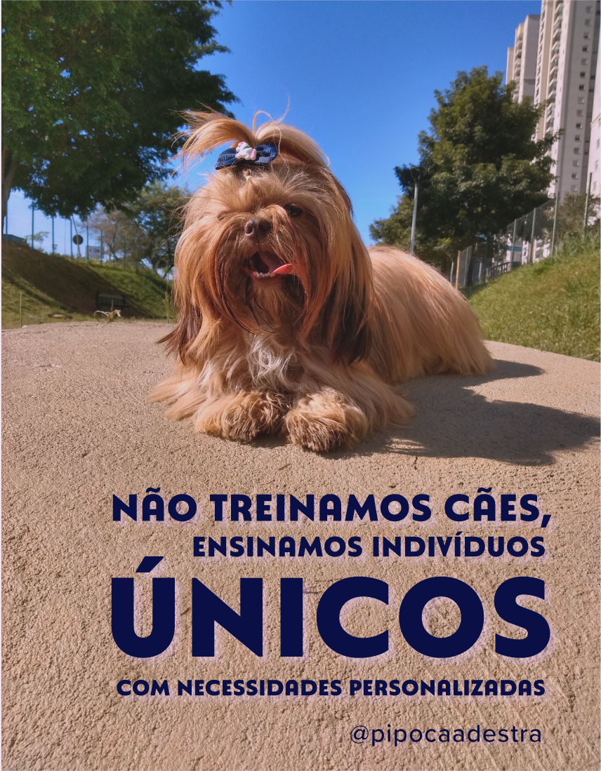 Não treinamos cães, ensinamos indivíduos únicos com necessidades personalizadas — Pipoca Adestra